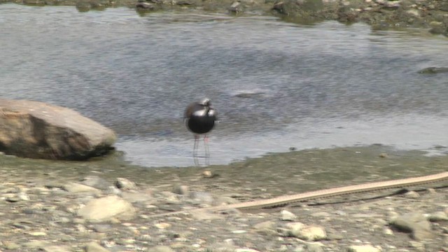 Southern Lapwing (chilensis/fretensis) - ML619270009