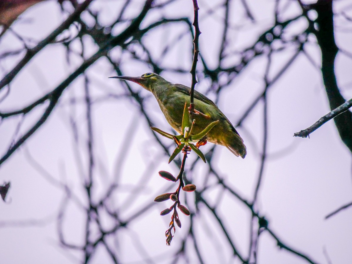 Spectacled Spiderhunter - Ming T
