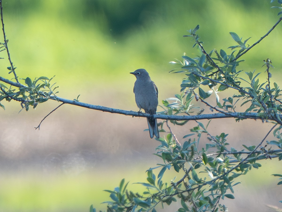 Townsend's Solitaire - Ben Lambert