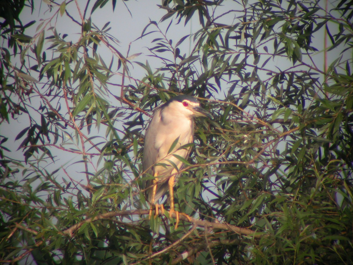 Black-crowned Night Heron - Marcos Lacasa