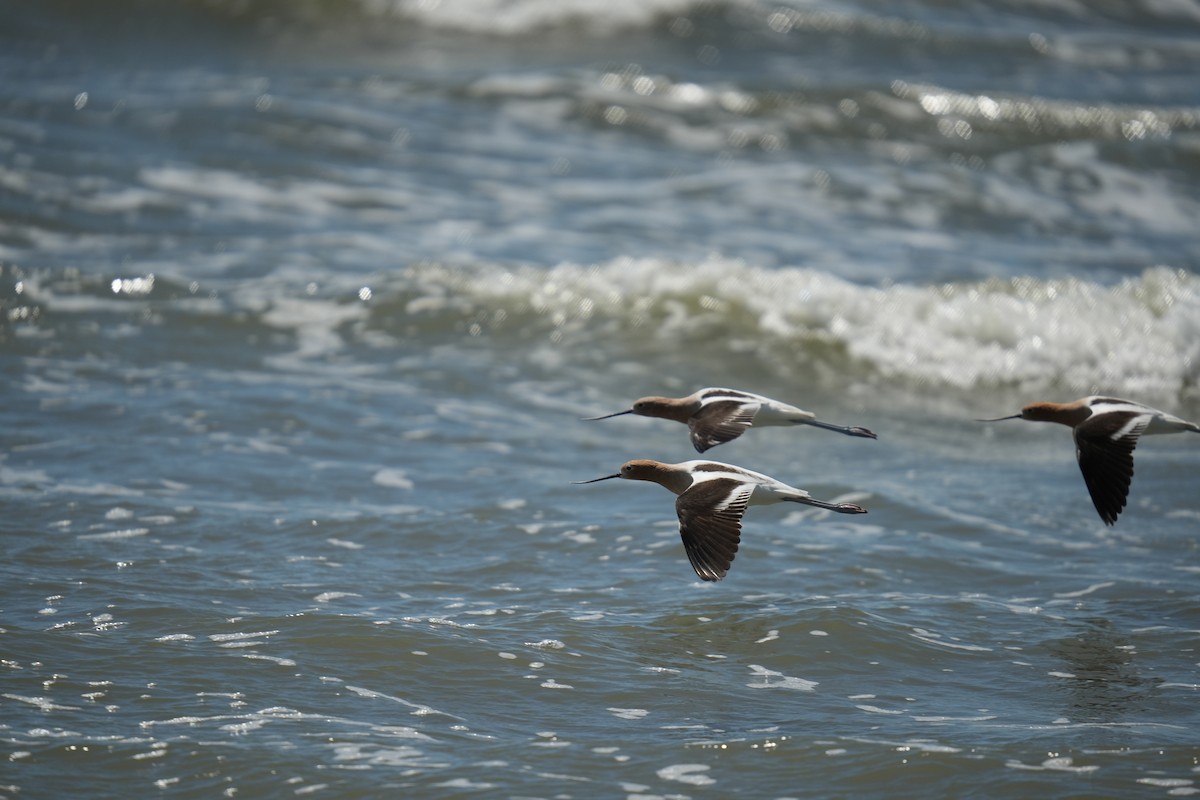 American Avocet - Christophe Rouleau-Desrochers