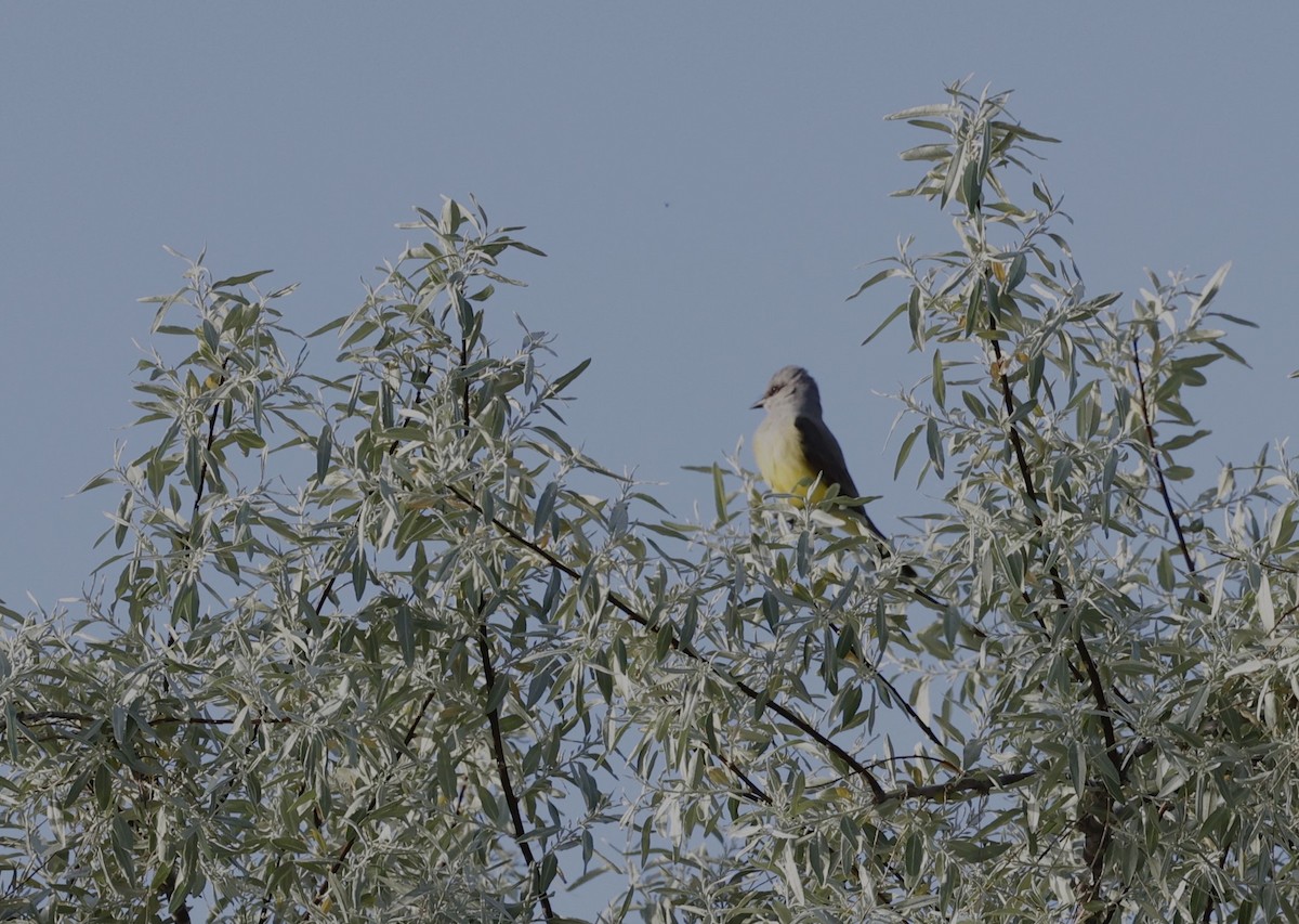 Western Kingbird - ML619270045