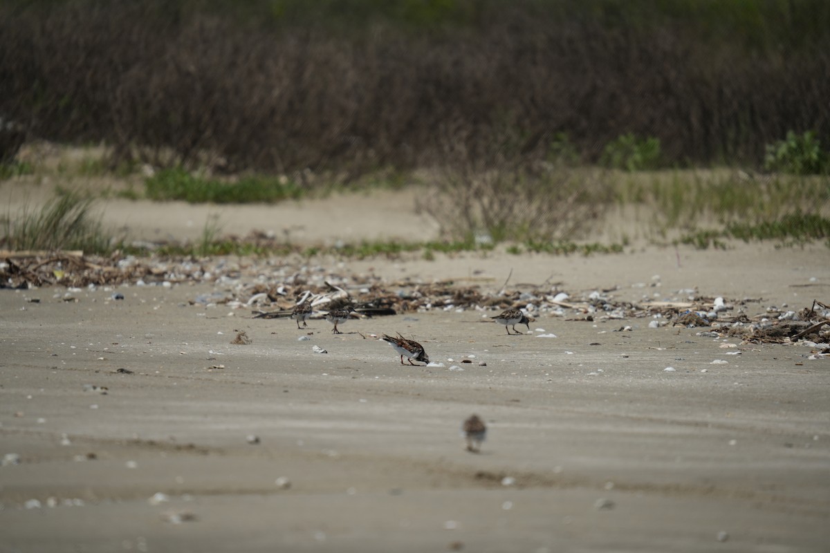 Ruddy Turnstone - Christophe Rouleau-Desrochers