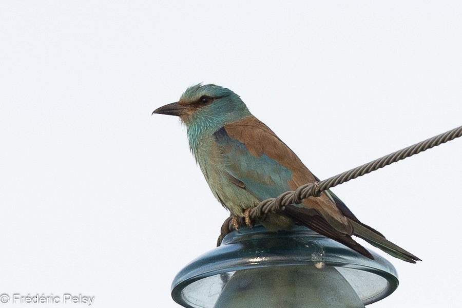 European Roller - Frédéric PELSY