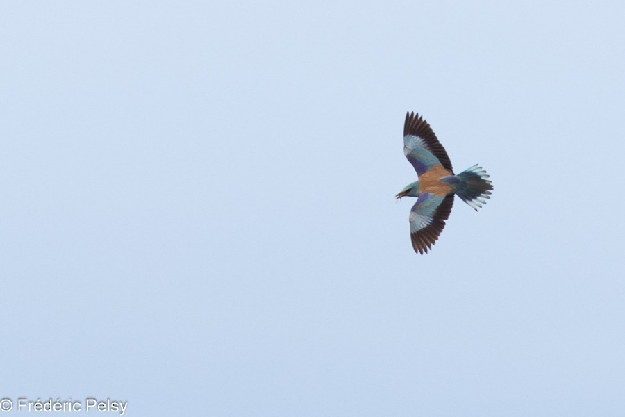 European Roller - Frédéric PELSY