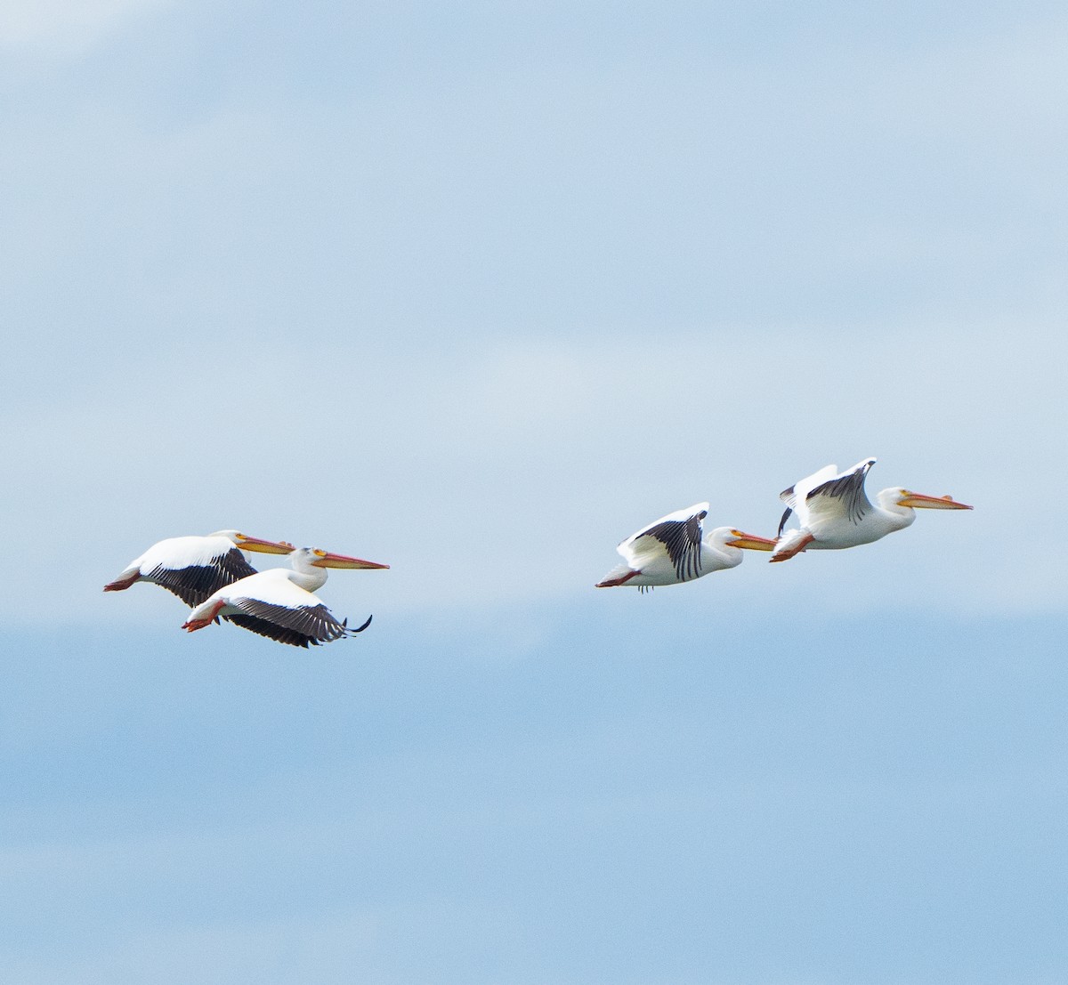 American White Pelican - Ben Lambert