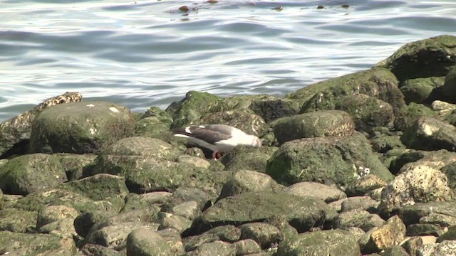 Dolphin Gull - ML619270081