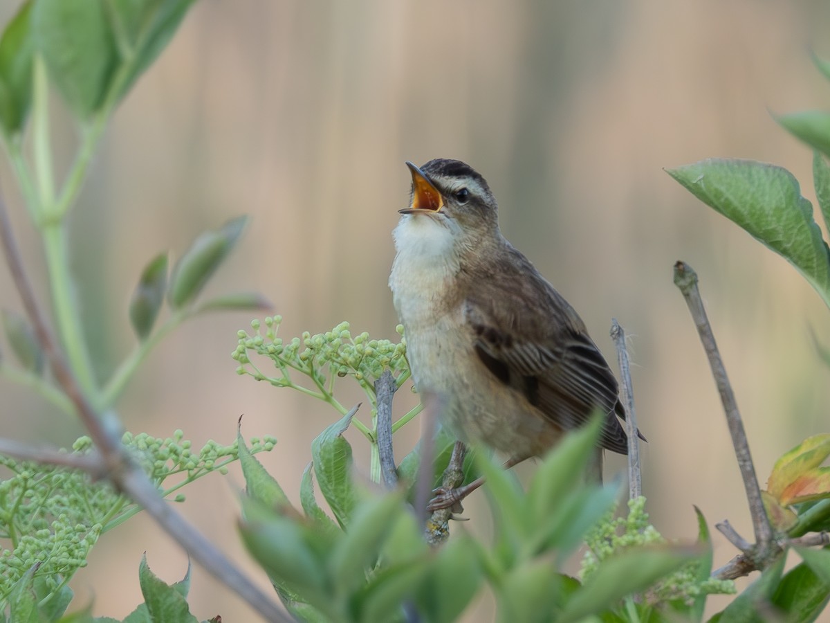 Sedge Warbler - Wojtek Ozga