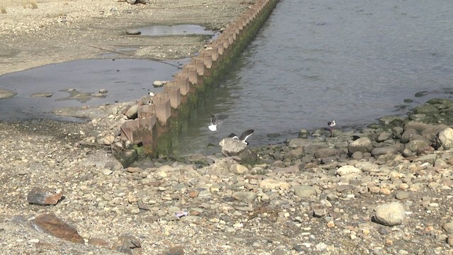 Gaviota Patagona - ML619270103