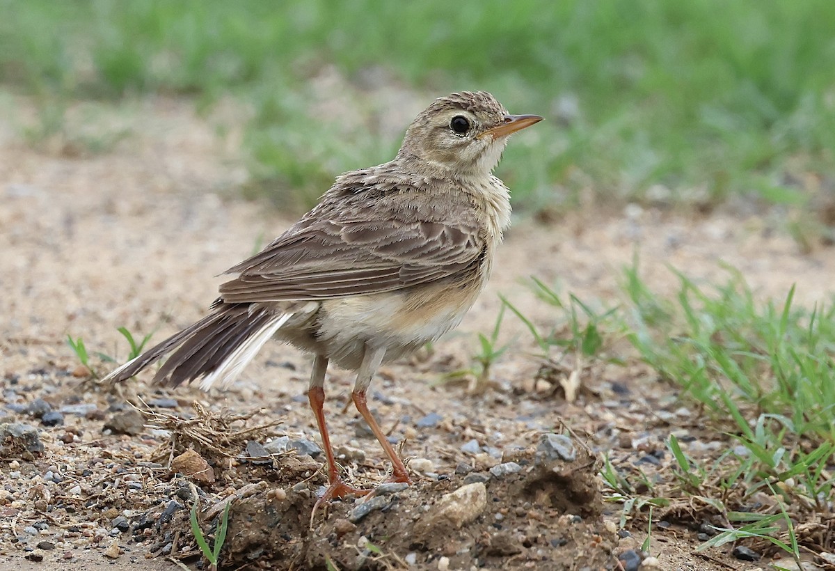 Paddyfield Pipit - suwanna mookachonpan