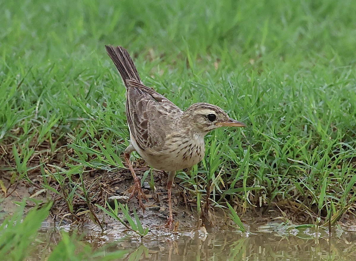 Paddyfield Pipit - suwanna mookachonpan