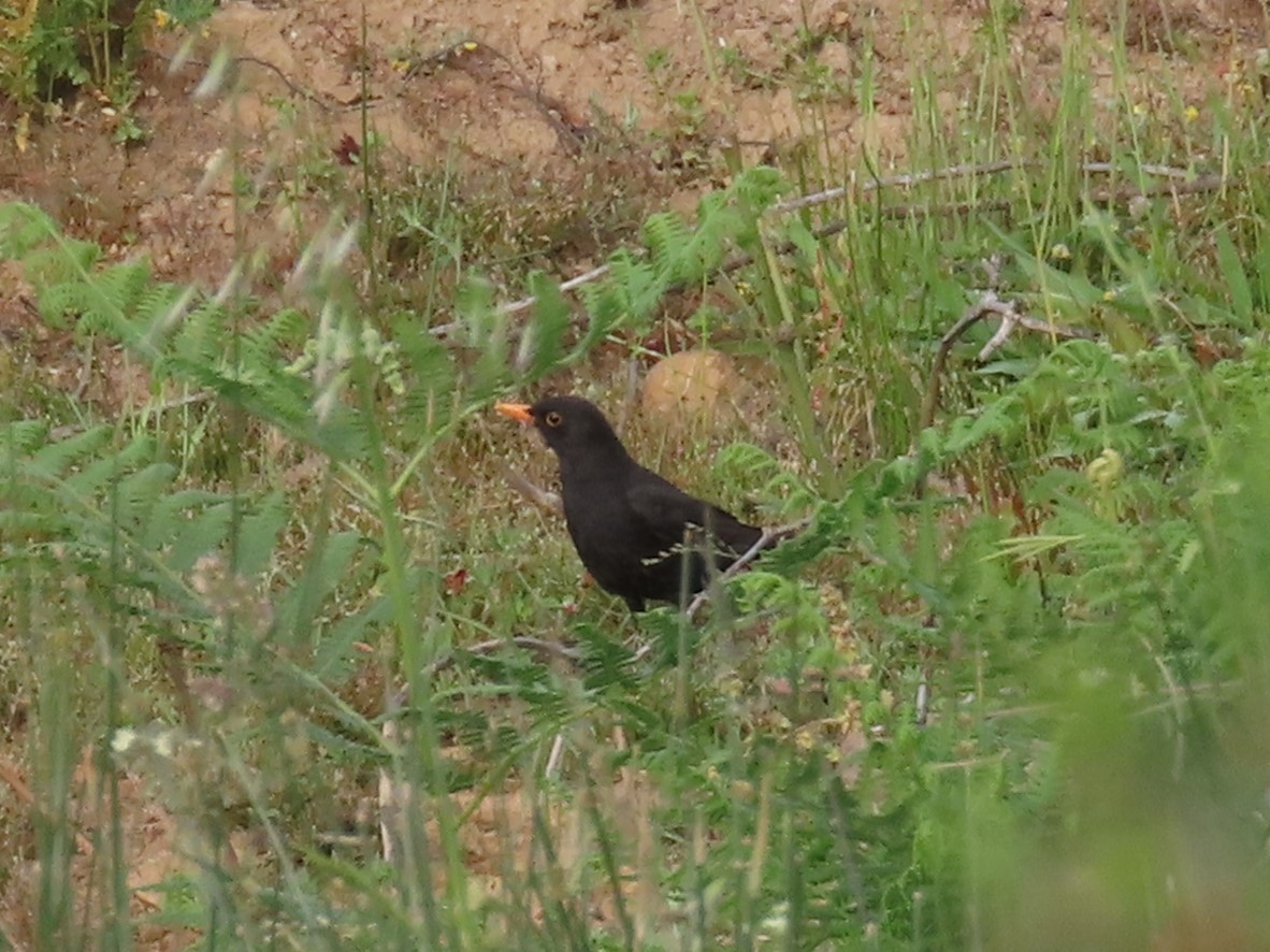 Eurasian Blackbird - ML619270110