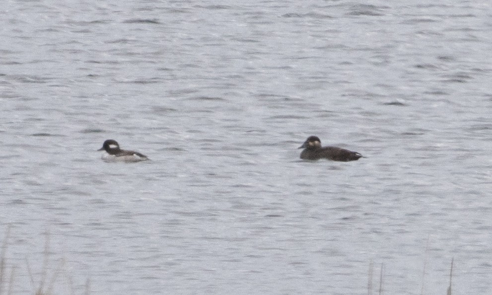 Surf Scoter - ML619270111