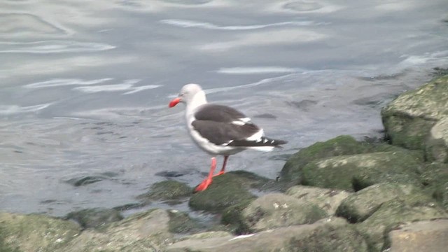 Dolphin Gull - ML619270121