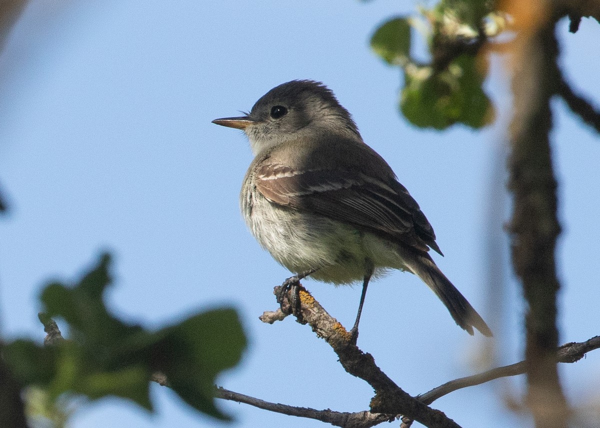 Gray Flycatcher - RJ Baltierra