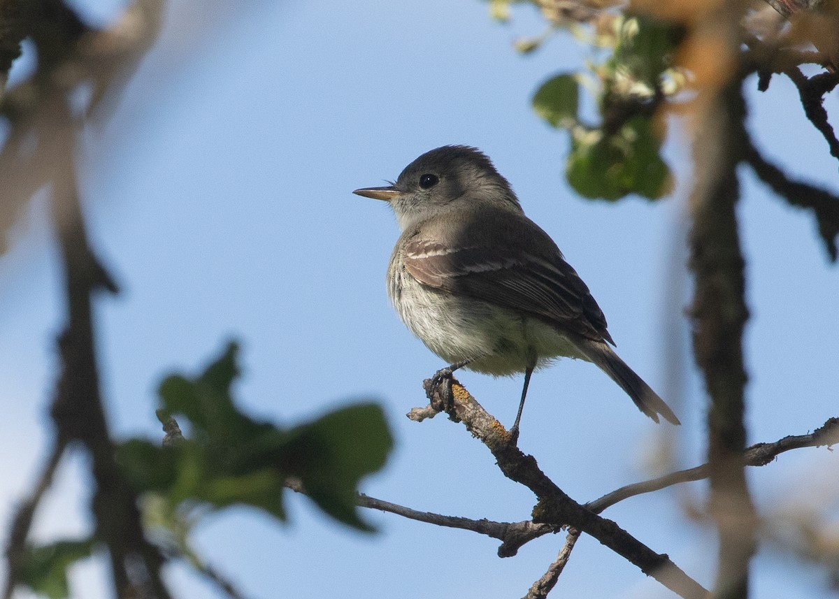 Gray Flycatcher - ML619270128