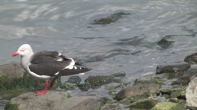 Dolphin Gull - ML619270135