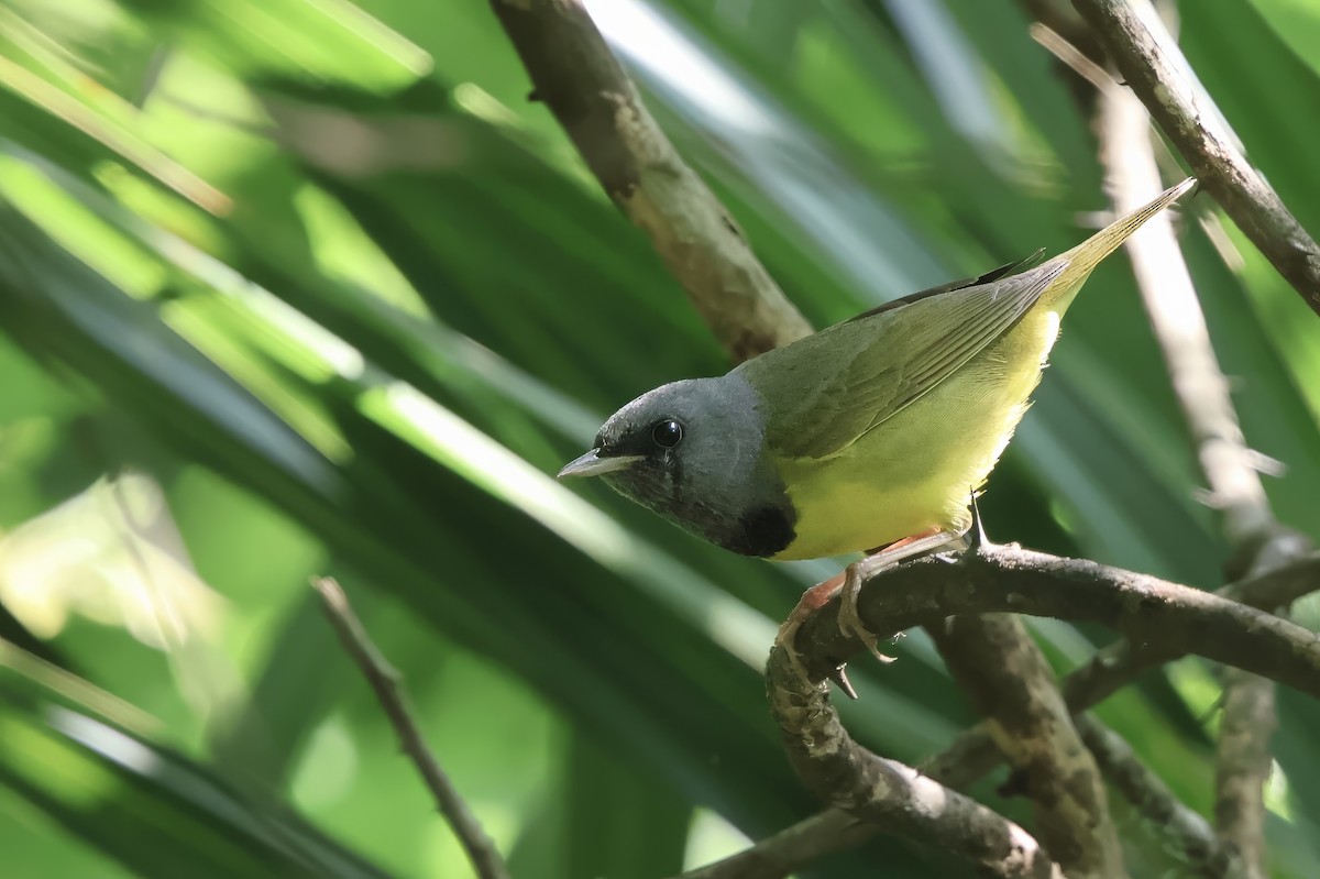 Mourning Warbler - ML619270160