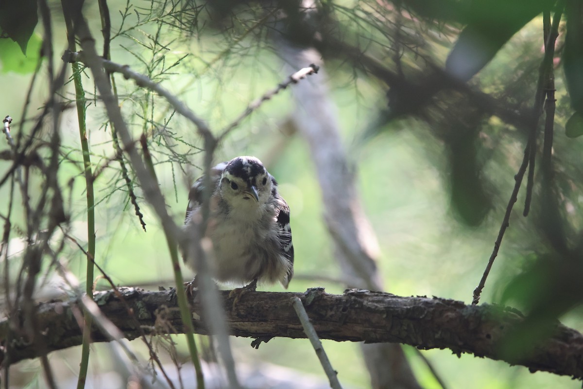 Black-and-white Warbler - ML619270169