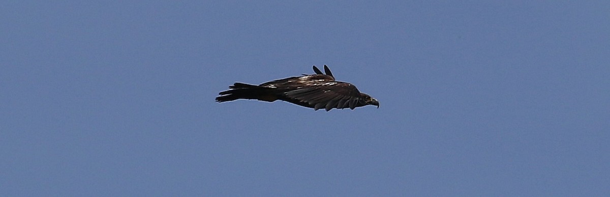 Bald Eagle - John F. Gatchet