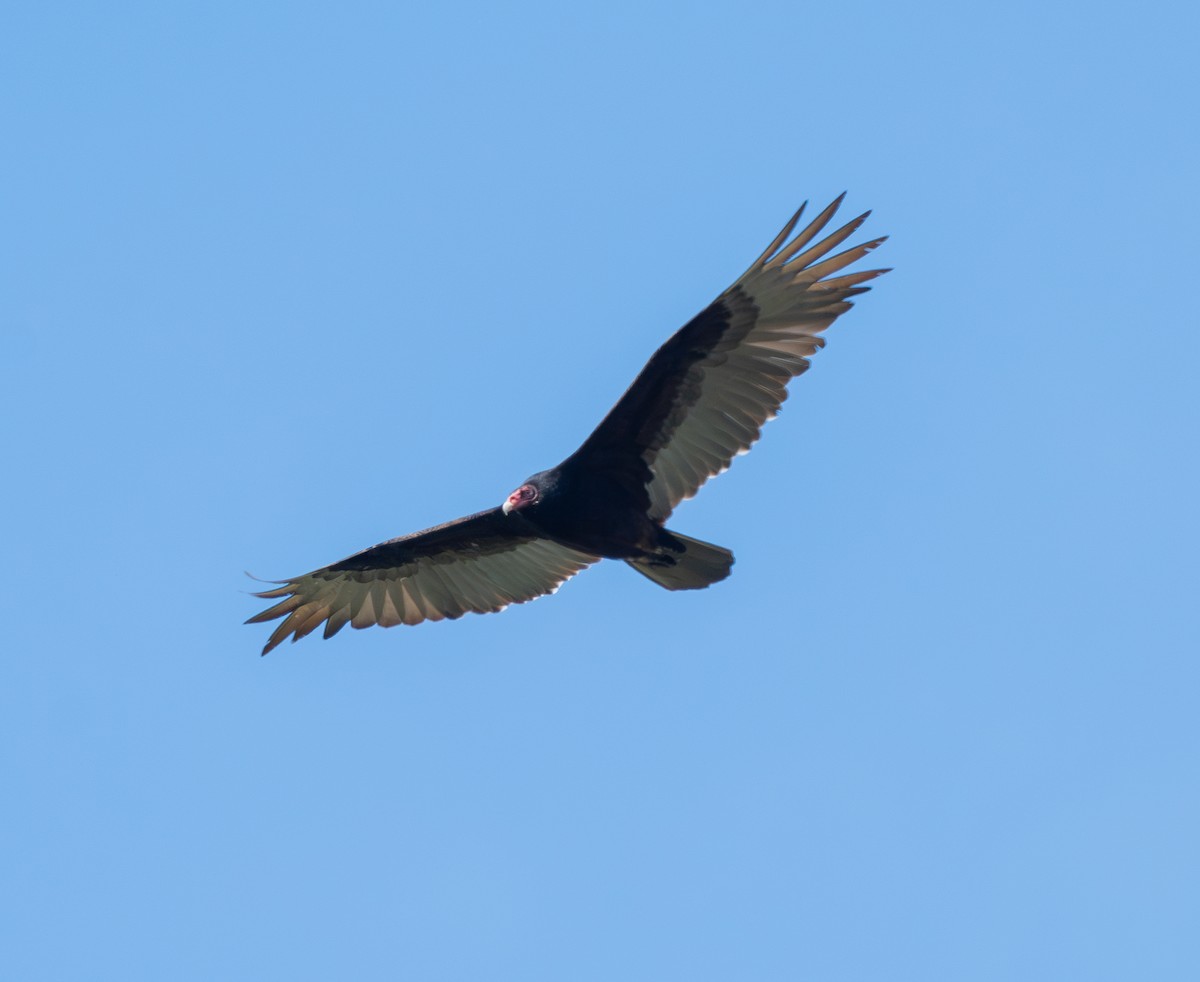 Turkey Vulture - Ben Lambert