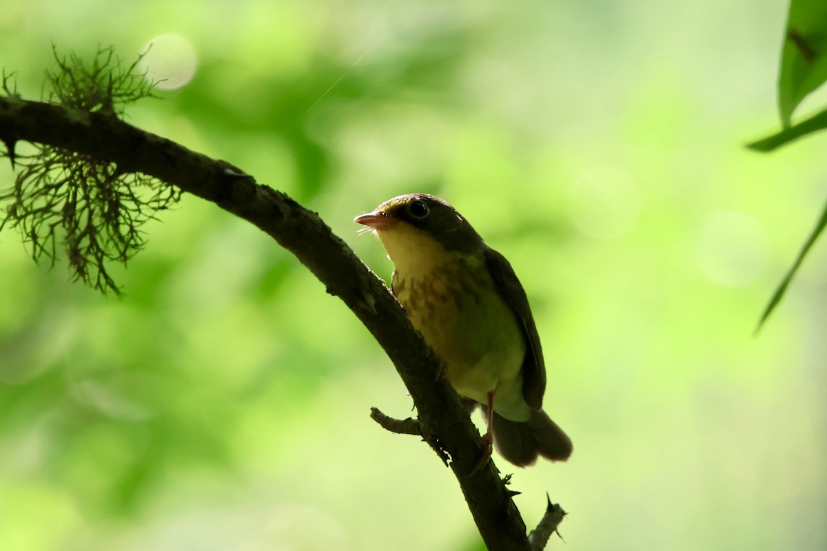 Canada Warbler - ML619270185