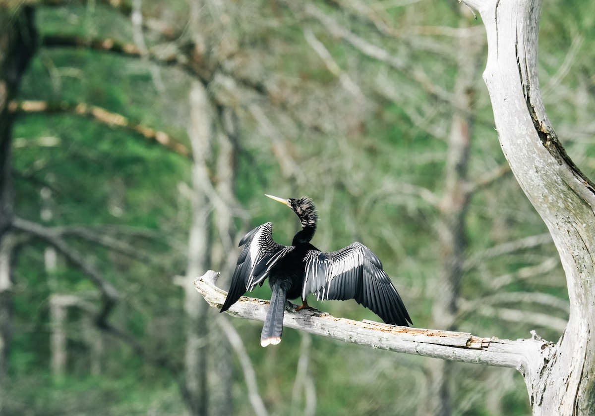 Anhinga - Christophe Rouleau-Desrochers