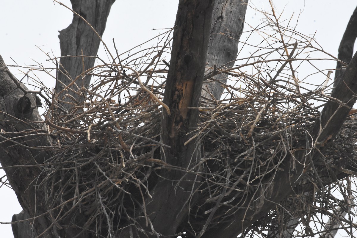 Asian Woolly-necked Stork - Sanjiv Khanna