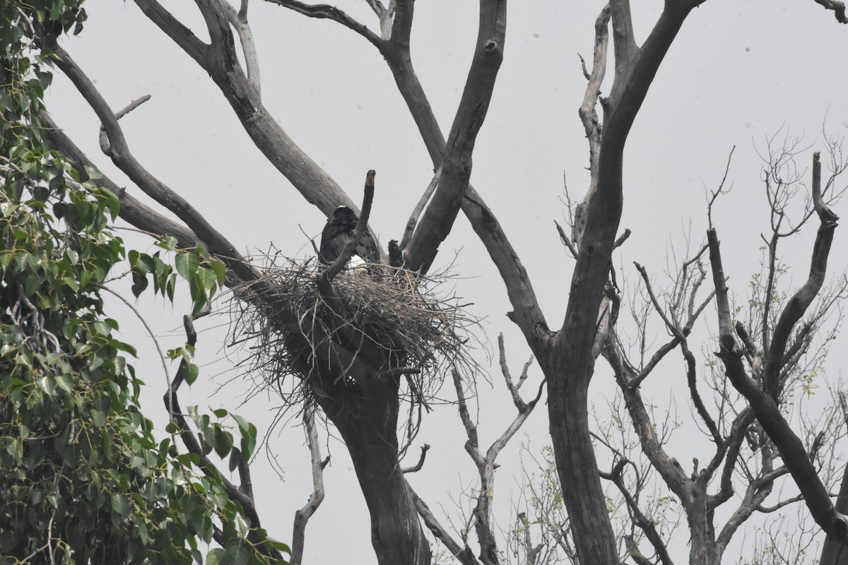 Asian Woolly-necked Stork - Sanjiv Khanna