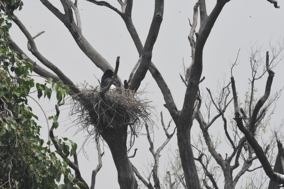 Asian Woolly-necked Stork - Sanjiv Khanna