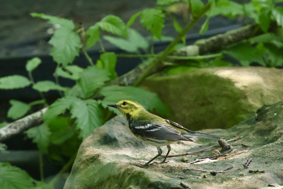 Black-throated Green Warbler - ML619270200