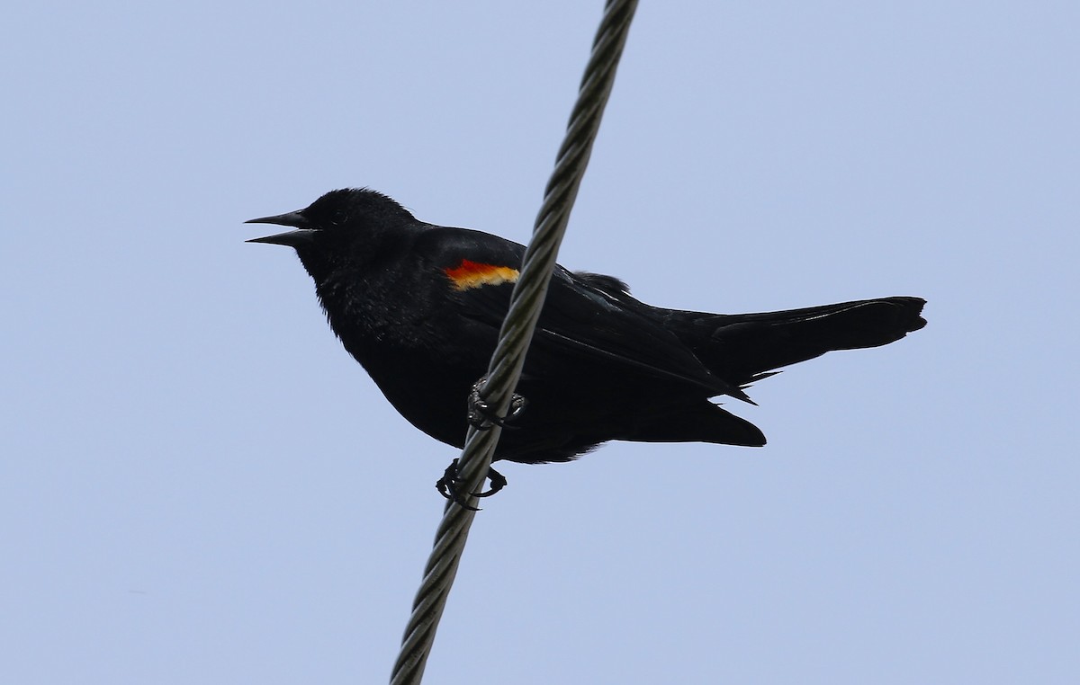 Red-winged Blackbird - John F. Gatchet