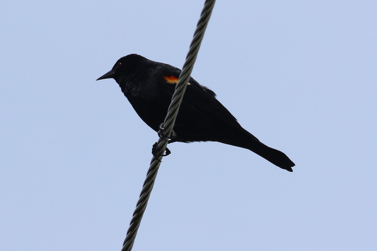 Red-winged Blackbird - John F. Gatchet