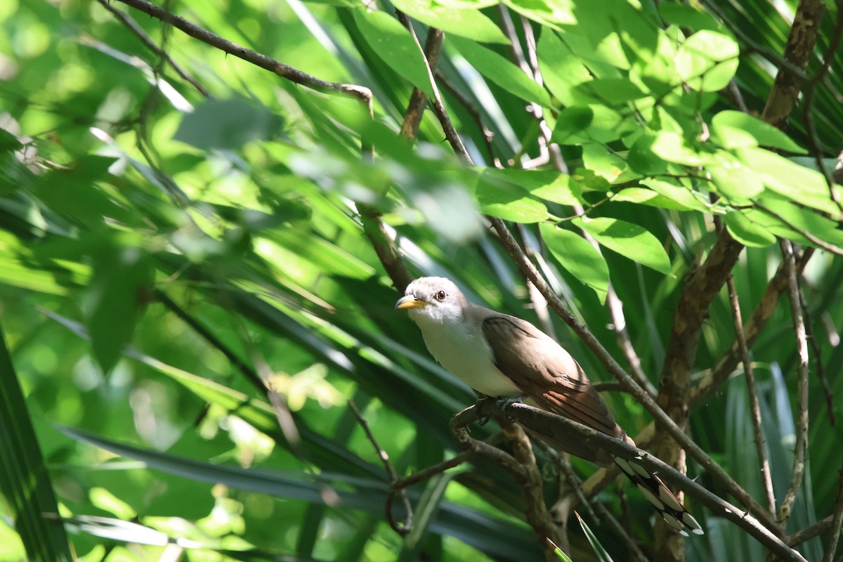 Yellow-billed Cuckoo - ML619270203