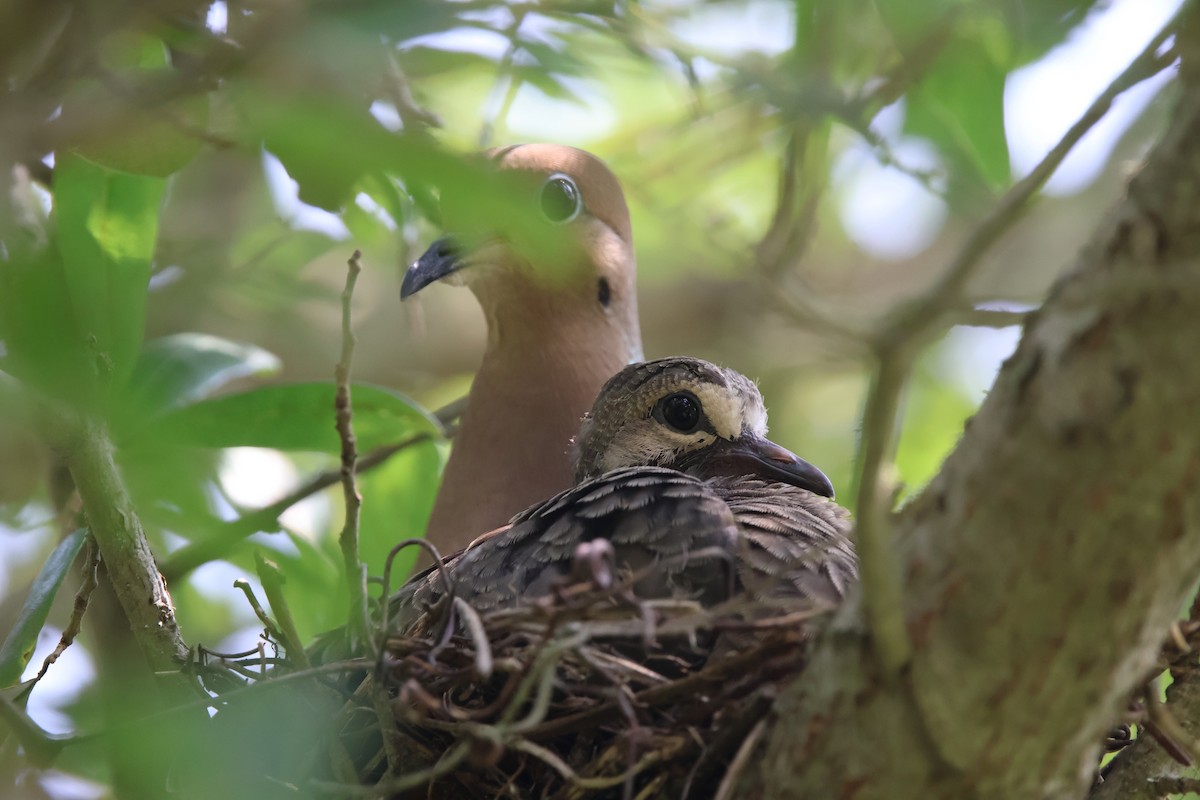 Mourning Dove - ML619270212