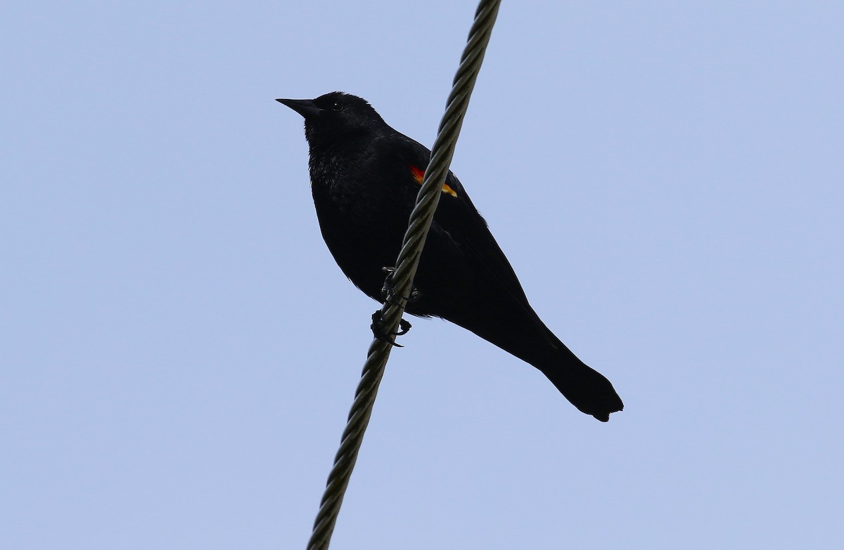 Red-winged Blackbird - John F. Gatchet