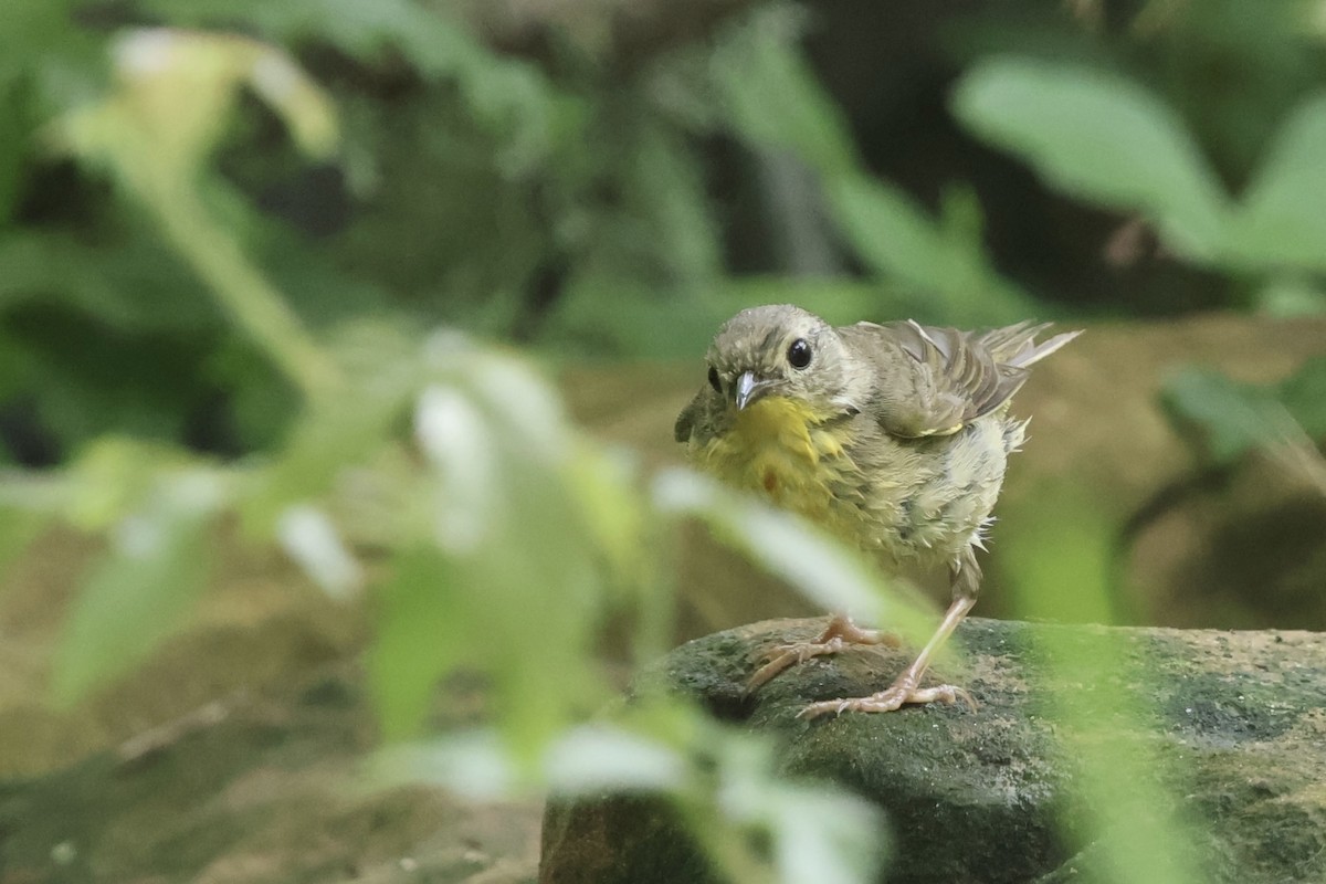 Common Yellowthroat - Justin Halls