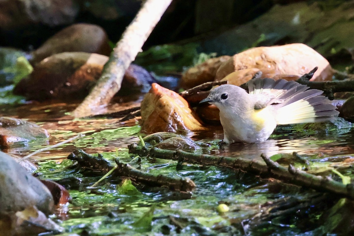 American Redstart - ML619270230