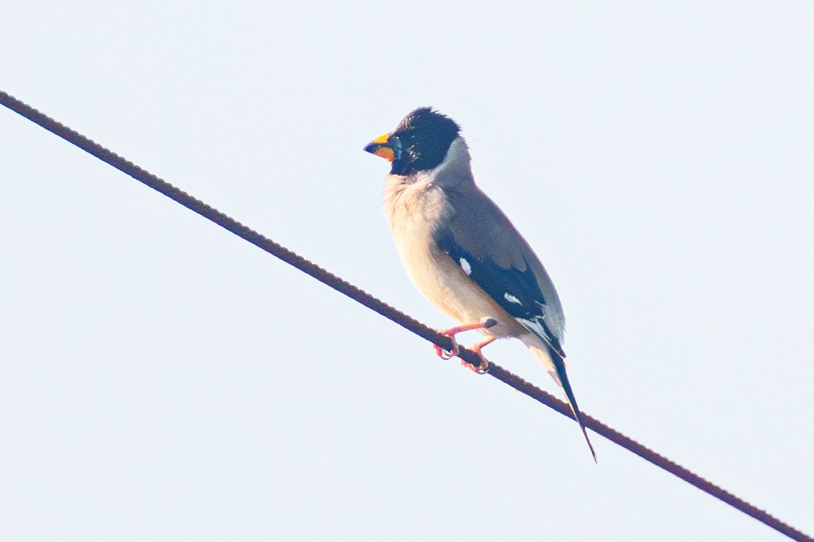 Yellow-billed Grosbeak - Taiji Kageyama