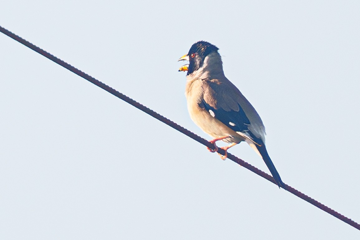 Yellow-billed Grosbeak - Taiji Kageyama