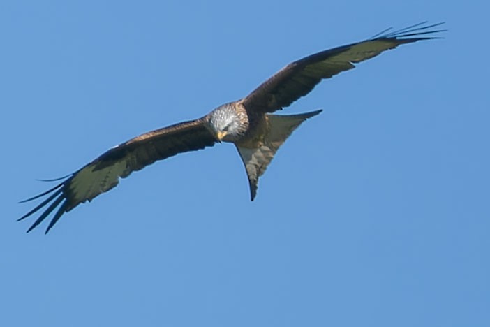 Red Kite - www.aladdin .st