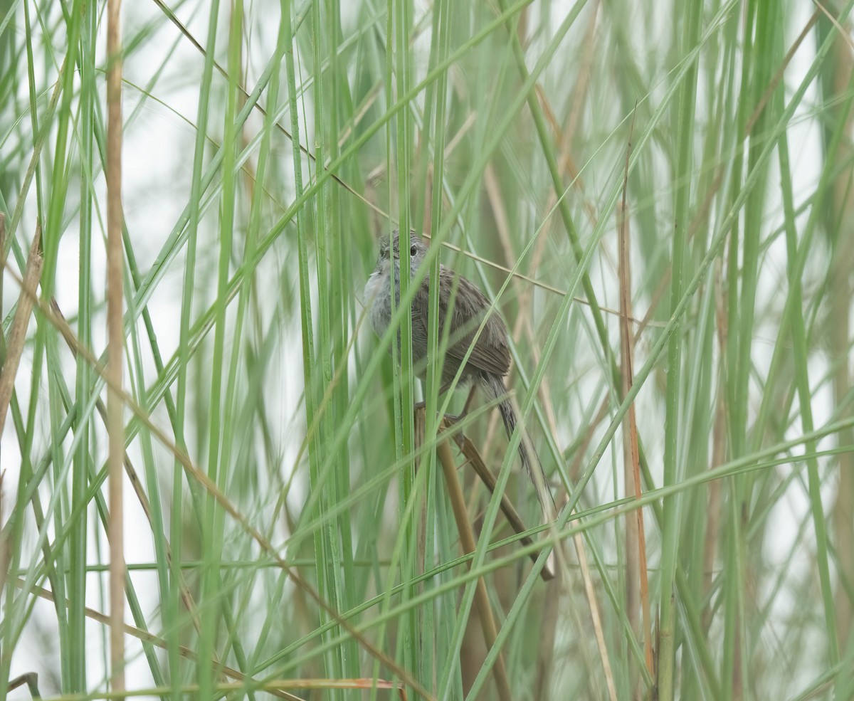 Swamp Grass Babbler - VIJAY S