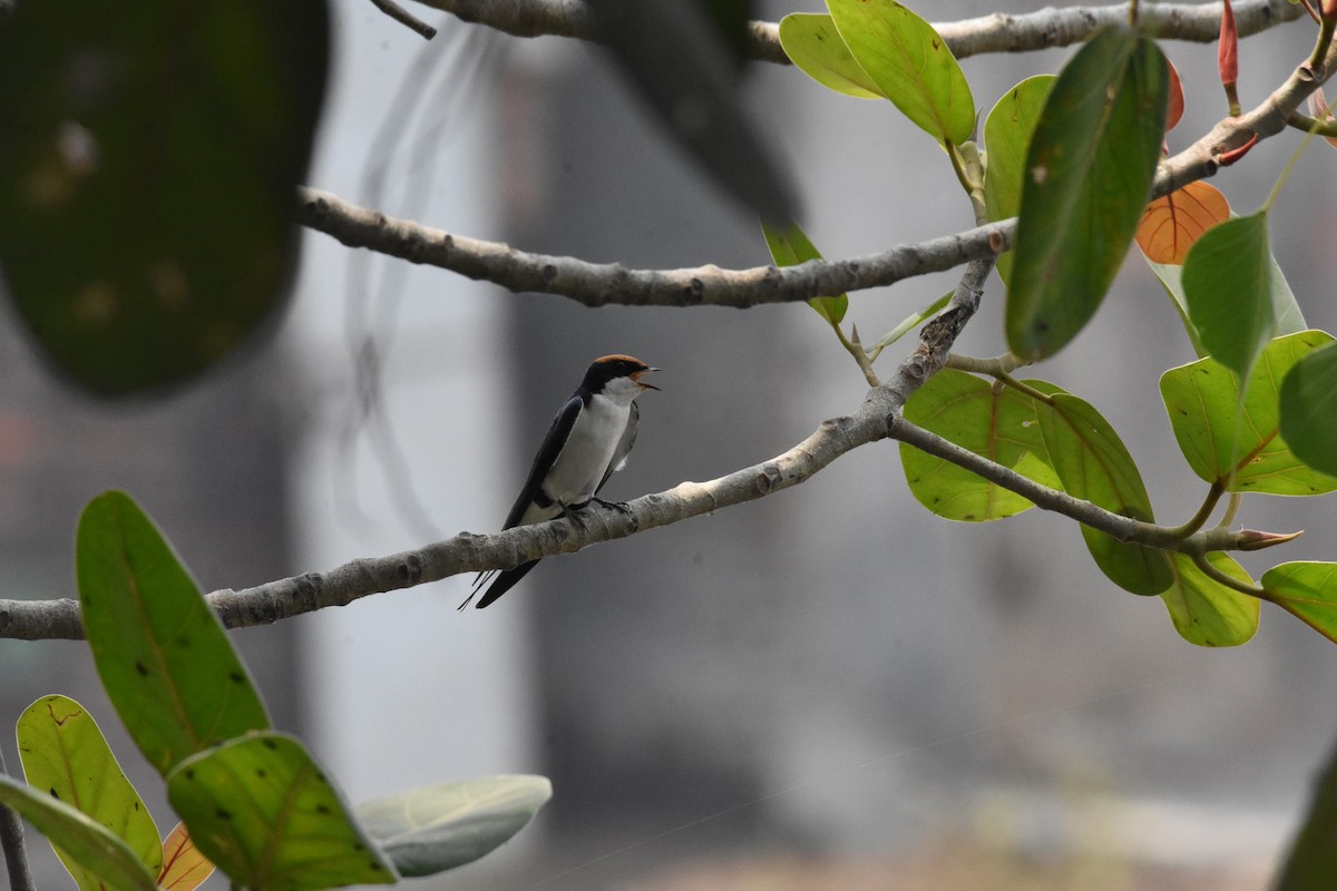 Wire-tailed Swallow - Sanjiv Khanna