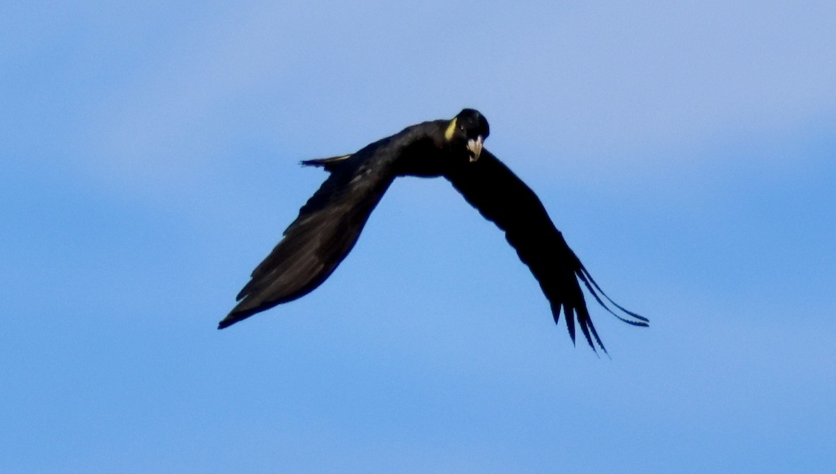 Yellow-tailed Black-Cockatoo - Kerr Brad