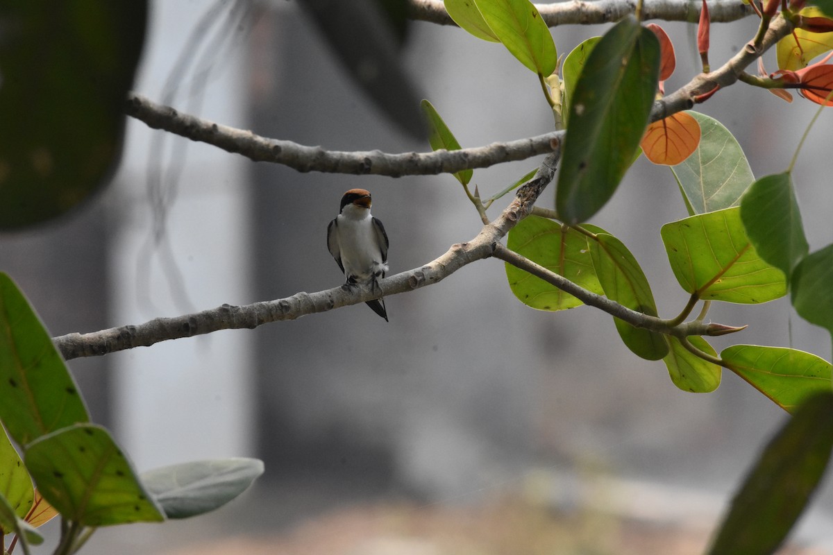 Wire-tailed Swallow - Sanjiv Khanna