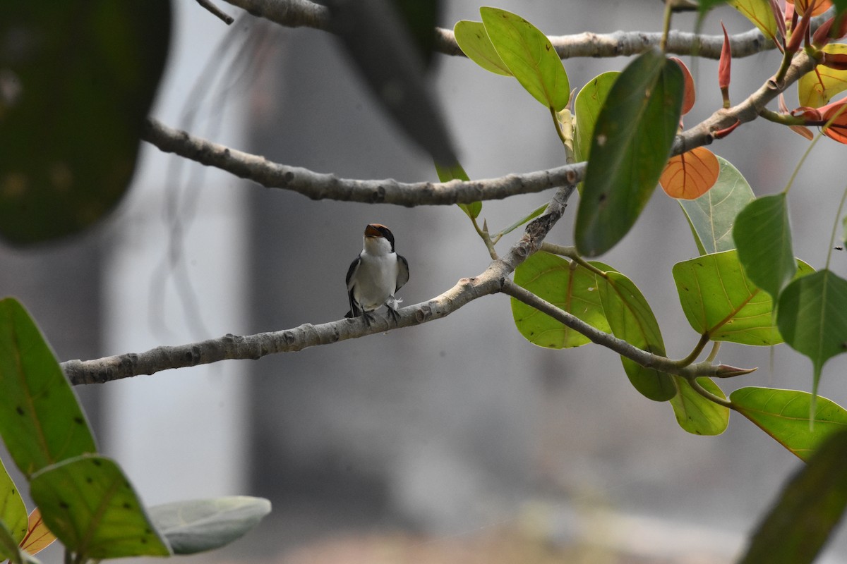 Wire-tailed Swallow - Sanjiv Khanna