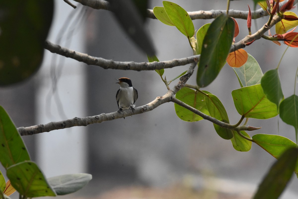 Wire-tailed Swallow - Sanjiv Khanna