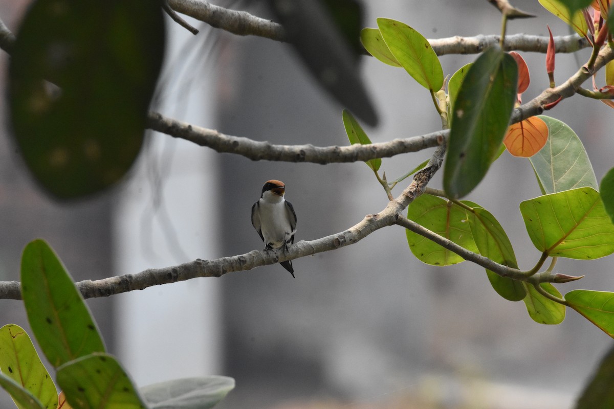 Wire-tailed Swallow - Sanjiv Khanna