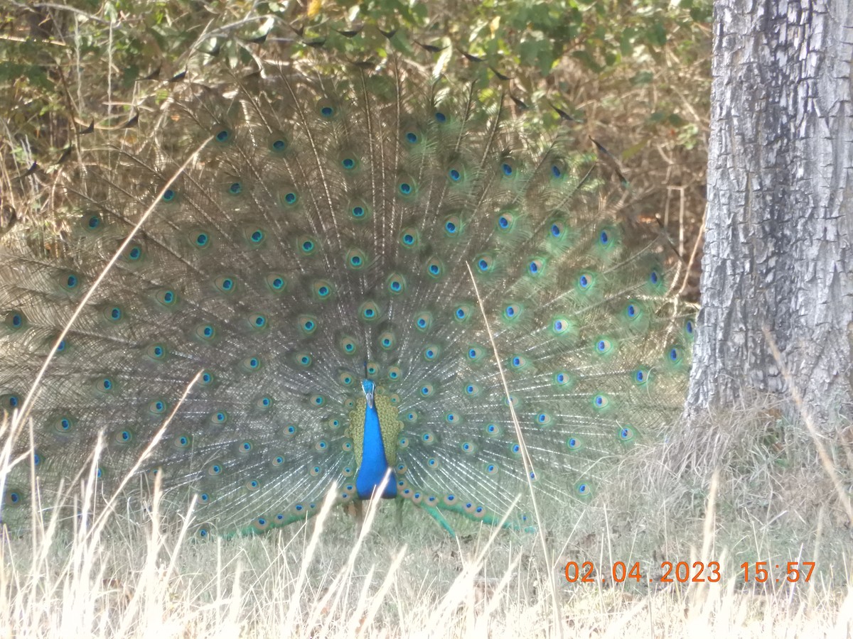 Indian Peafowl - Anagh Sarda