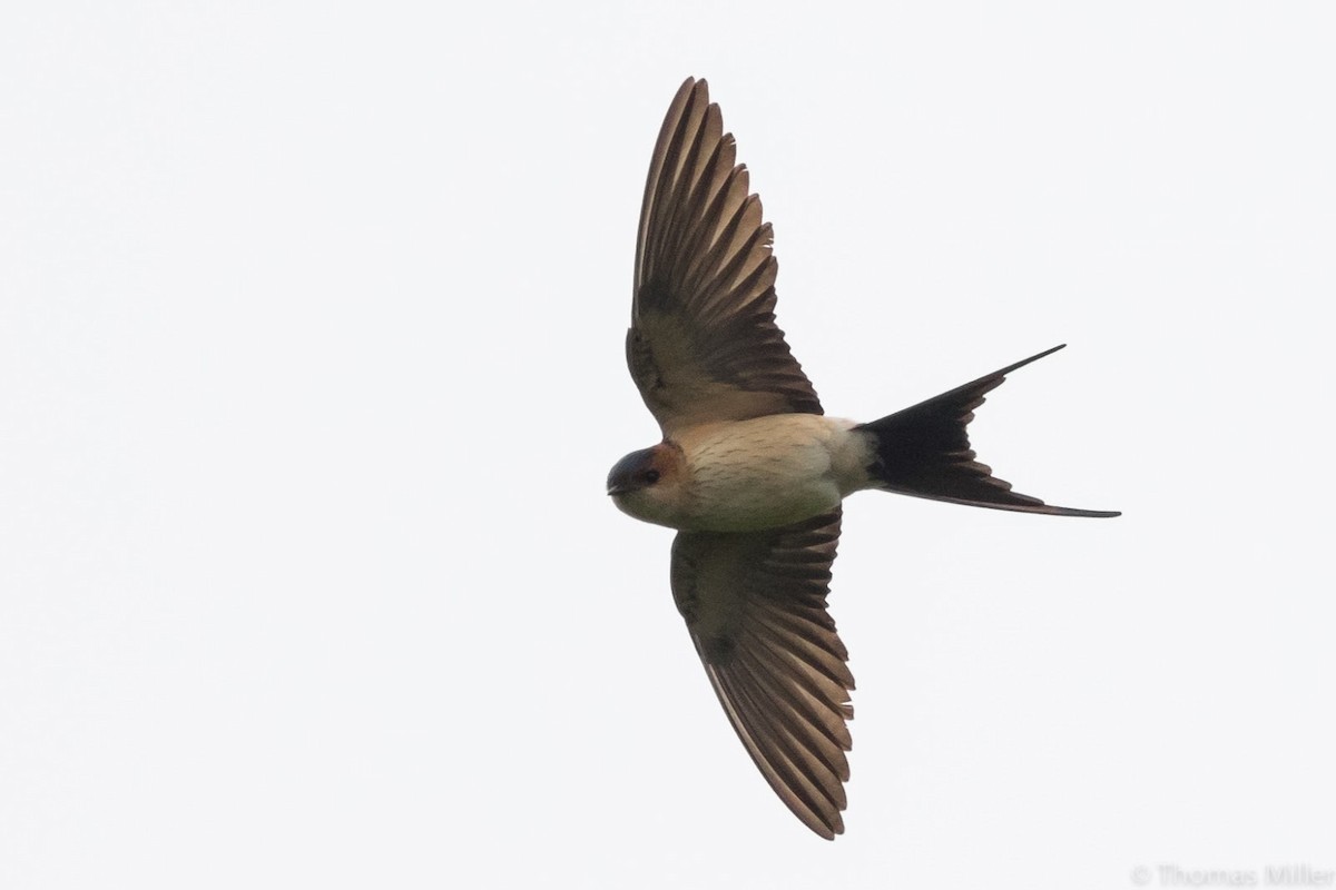 Red-rumped Swallow - ML619270373